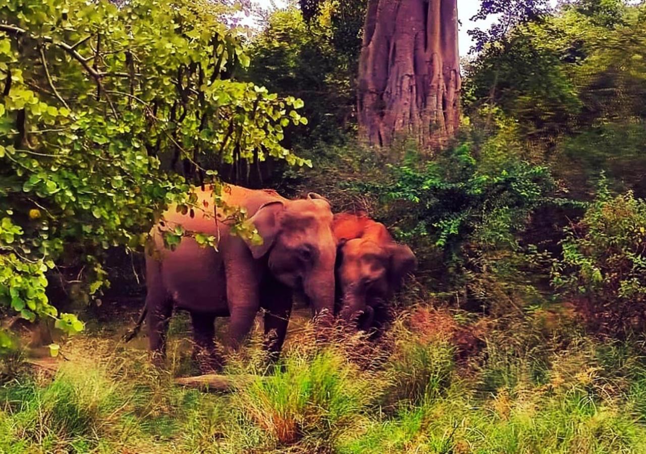 Elephant Paradise Safari Bungalow Удавалаве Экстерьер фото