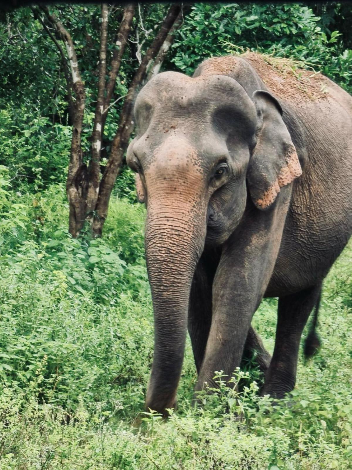 Elephant Paradise Safari Bungalow Удавалаве Экстерьер фото