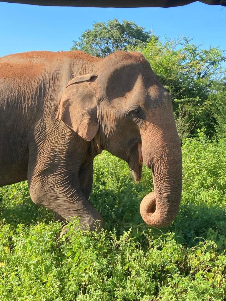 Elephant Paradise Safari Bungalow Удавалаве Экстерьер фото