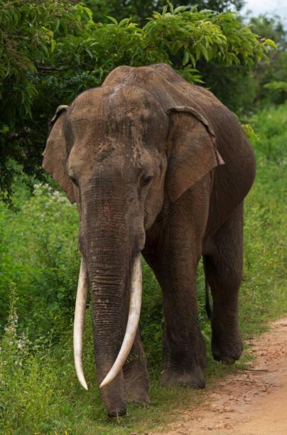 Elephant Paradise Safari Bungalow Удавалаве Экстерьер фото