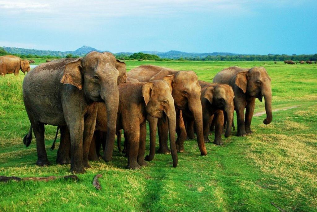 Elephant Paradise Safari Bungalow Удавалаве Экстерьер фото