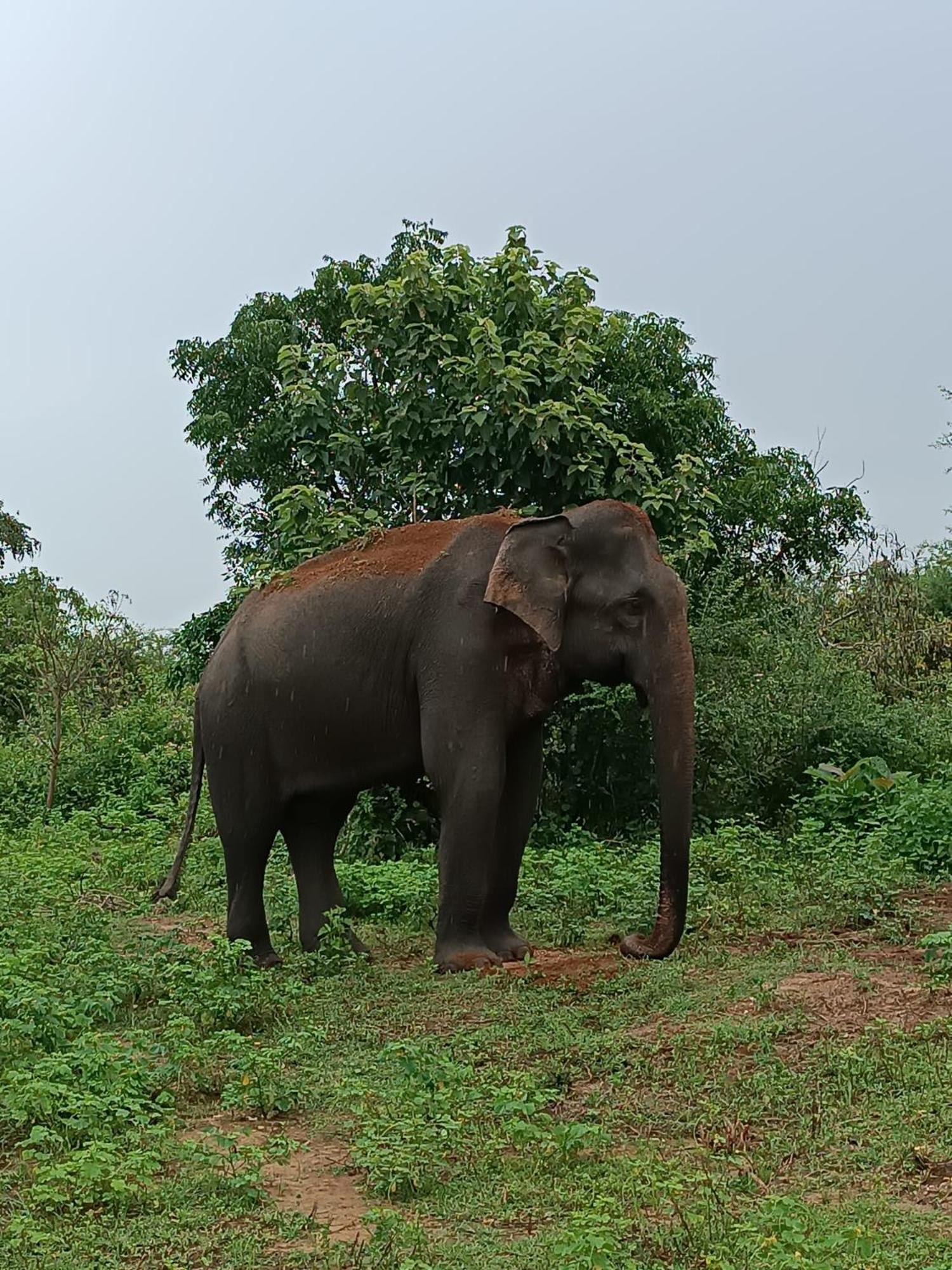 Elephant Paradise Safari Bungalow Удавалаве Экстерьер фото