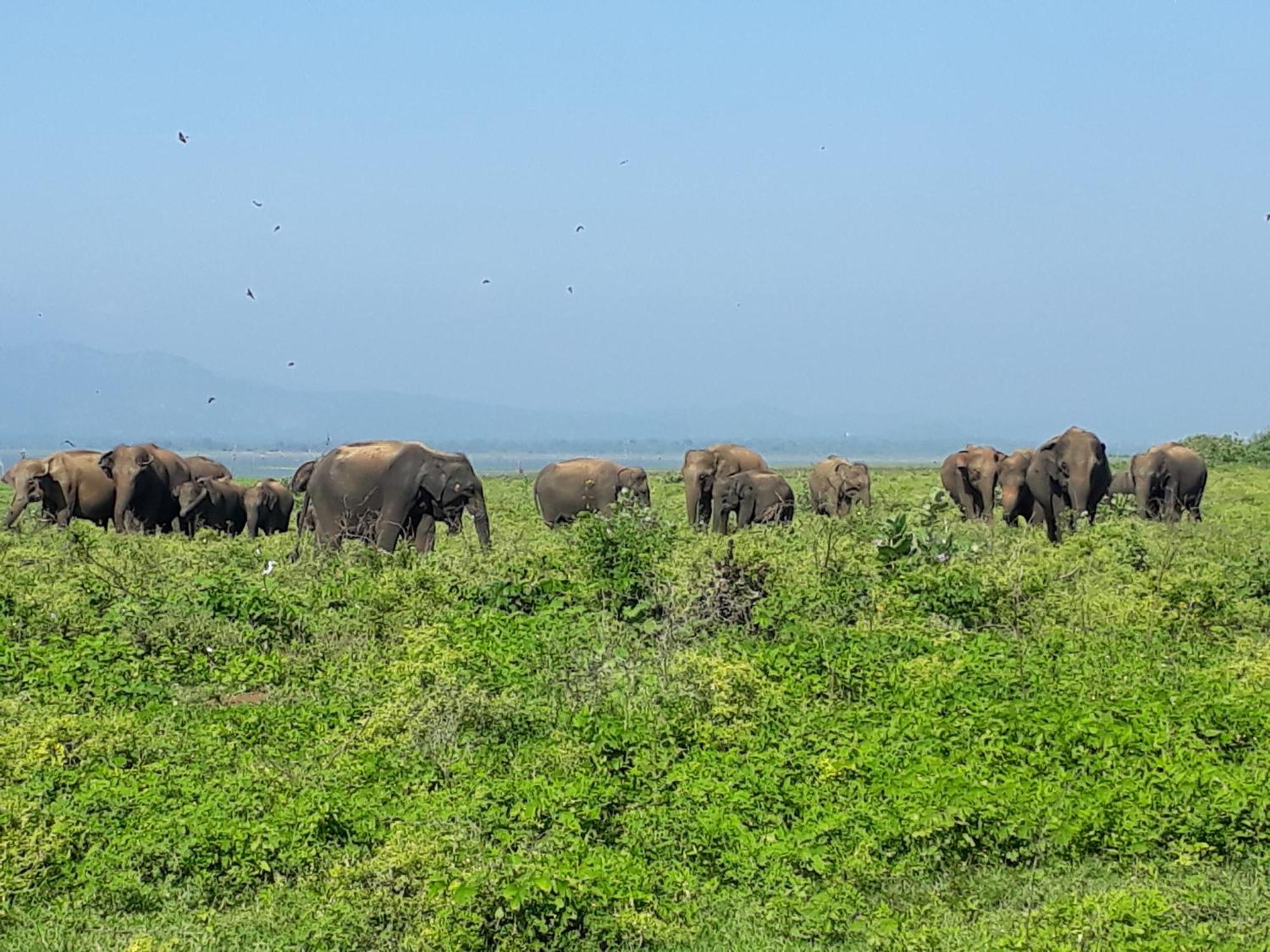 Elephant Paradise Safari Bungalow Удавалаве Экстерьер фото